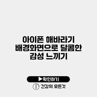 아이폰 해바라기 배경화면으로 달콤한 감성 느끼기