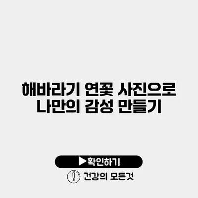 해바라기 연꽃 사진으로 나만의 감성 만들기